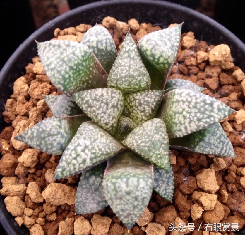 精品多肉颗颗都是韩版欧货老桩让您大呼过瘾