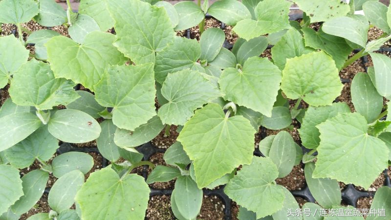 水培黄瓜成本,水培黄瓜的利润与成本