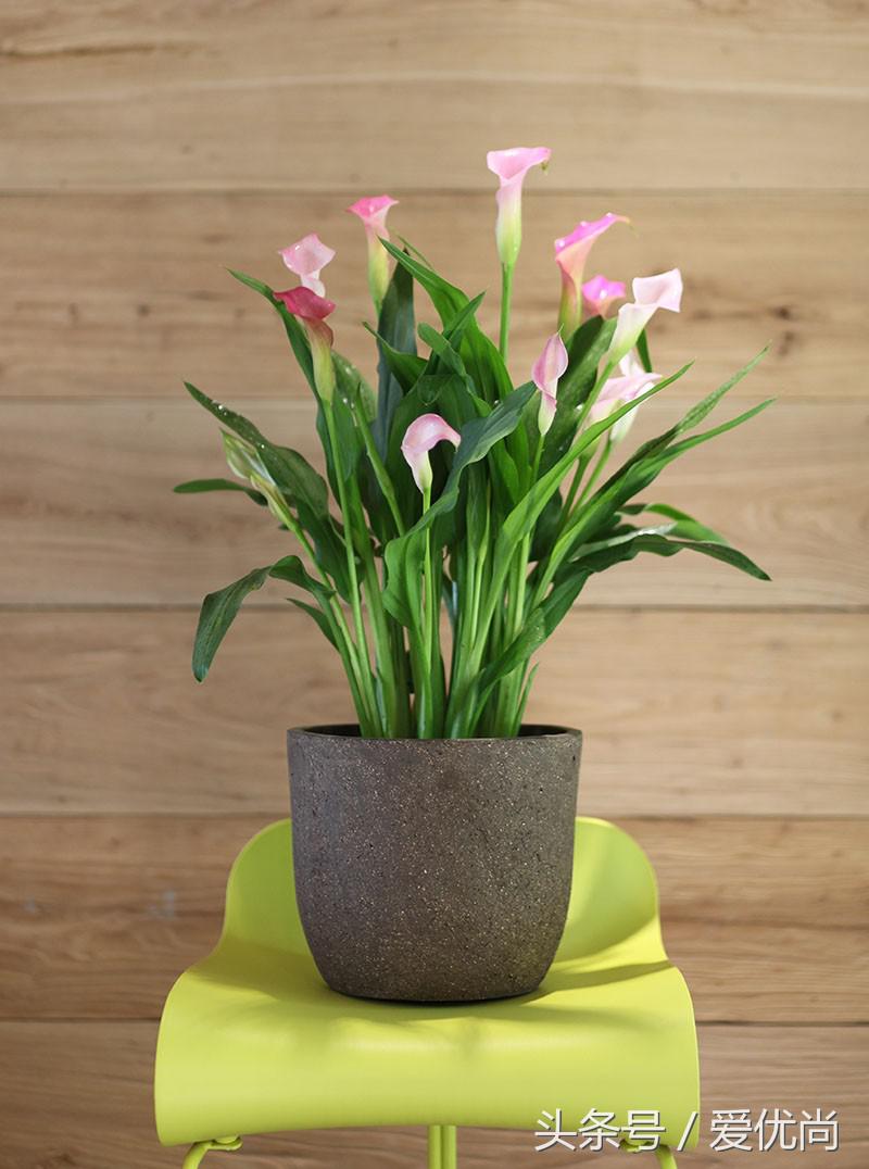 马蹄莲水培怎么养怎么加肥料呢,盆栽马蹄莲怎么养长得好