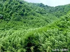 董雪华制笛视频,笛子制作师董雪华