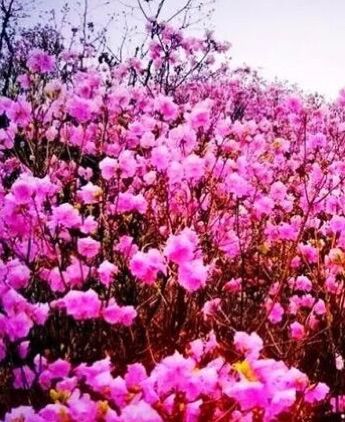 大连杜鹃花海景区,庄河歇马山杜鹃花