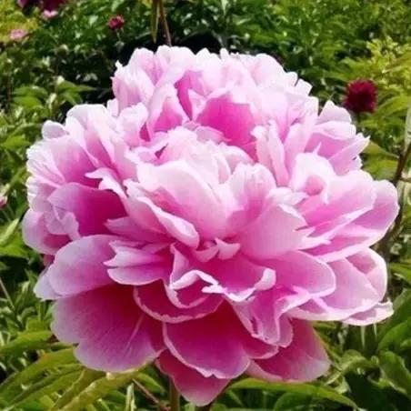 国家花木博览园旅游攻略,花木博览园一日游