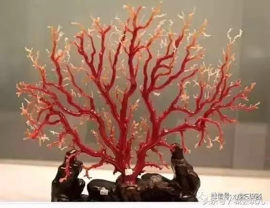 完美假期之一步之遥,颜如玉黄金屋对应的是什么