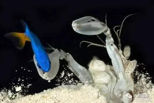 比手臂还粗的皮皮虾你吃过了吗,比手臂还要大的皮皮虾你吃过没有