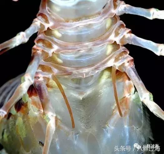 比手臂还粗的皮皮虾你吃过了吗,比手臂还要大的皮皮虾你吃过没有