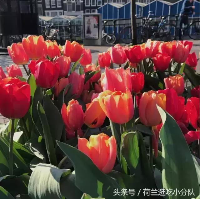 旅行必看|它是全球唯一的水上鲜花市场,买花逛吃两不误!