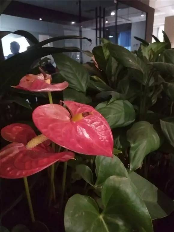 小米手机6500h大电池,6000毫安平板电池续航