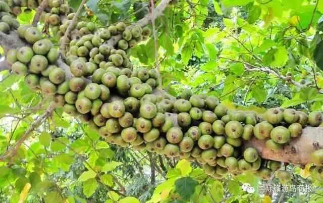 海南你没见过的水果,海南你没有见过的水果