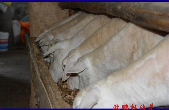 纯种黑头的杜泊绵羊多少钱一只,小尾寒羊和杜泊绵羊哪个适合养