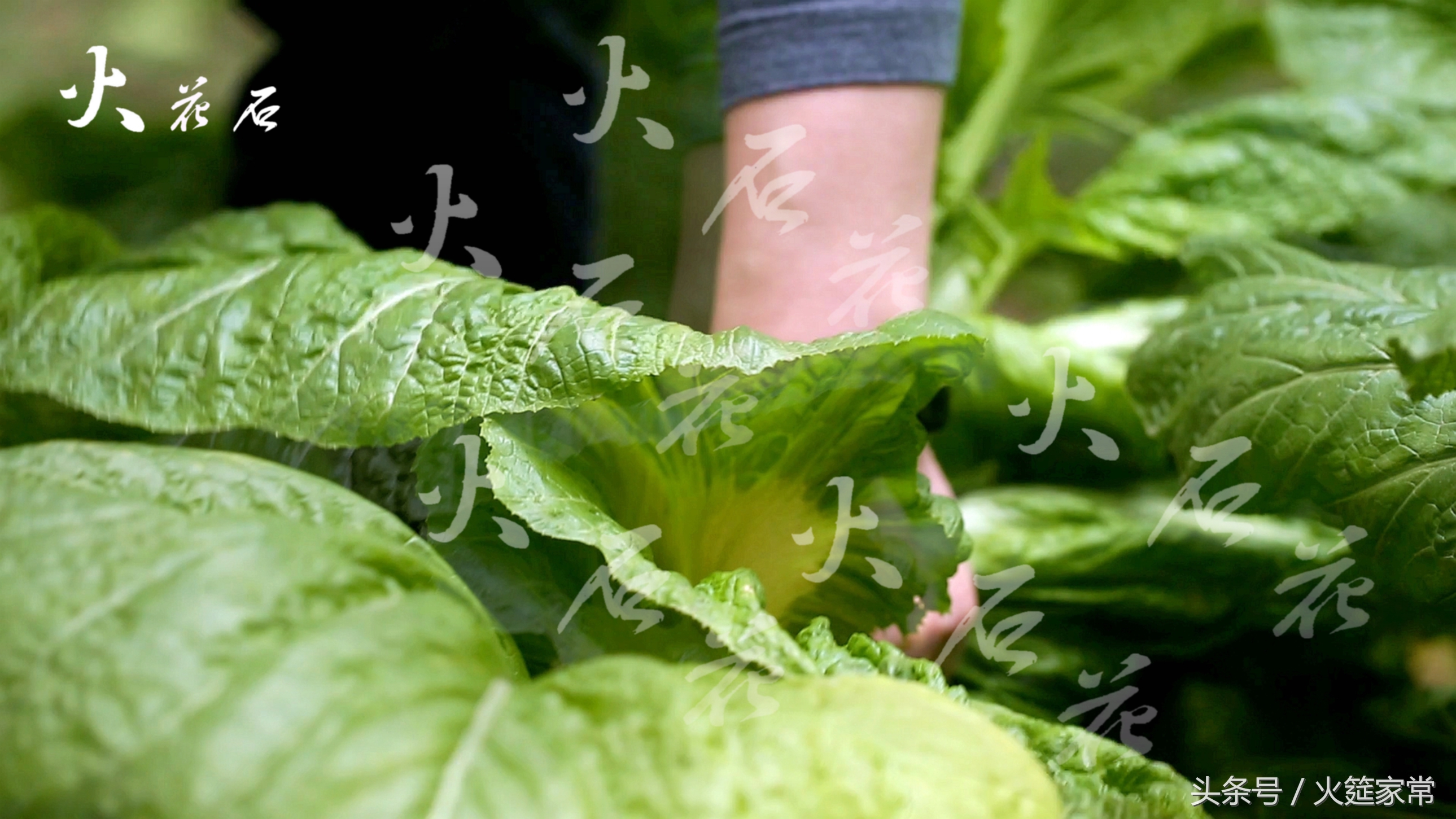 泡青菜做酸菜鱼味道美滋滋的,酸菜鱼好吃的关键在于这个辣椒水
