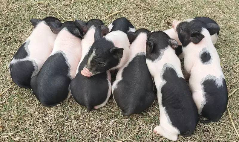 观澜山水田园购票攻略,观澜山水田园水上乐园门票多少钱