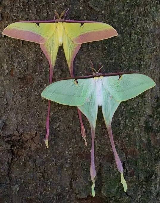 蛾，蛾，蛾~最大、最美、最奇葩，展翅向天歌