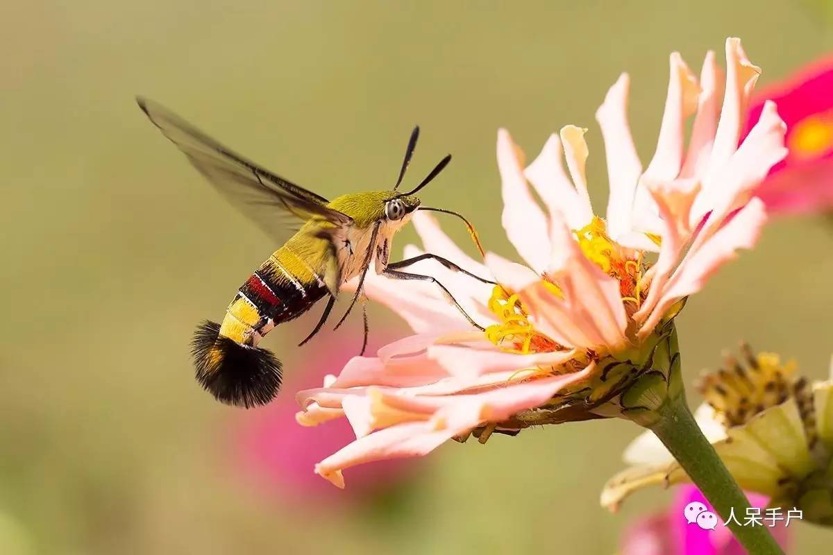 蛾，蛾，蛾~最大、最美、最奇葩，展翅向天歌