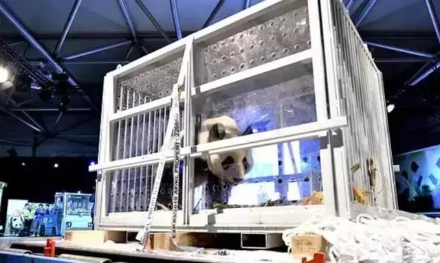 荷兰迎接中国大熊猫,大熊猫在国外有警车开道