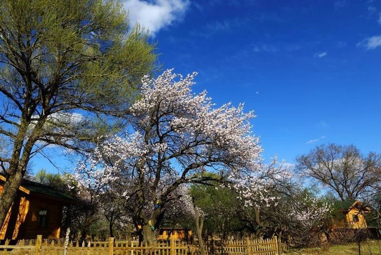 没有“十里桃花”？不要紧！乌素图“十里杏花”等着你！