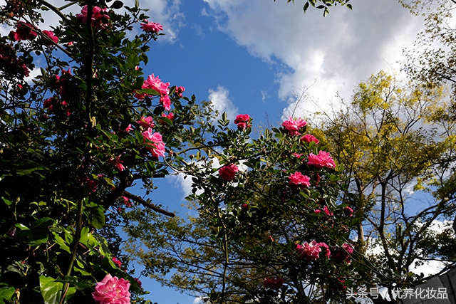 有诗和远方的地方,有诗和远方的故乡