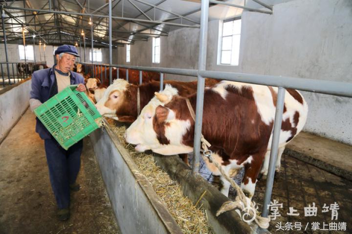 会泽黑土肉牛养殖基地,会泽县肉牛养殖