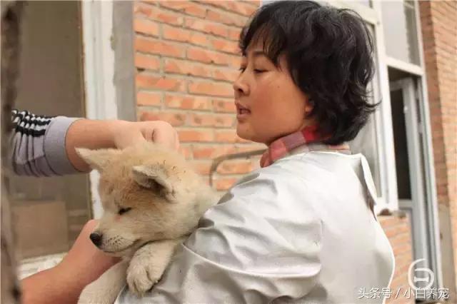 狗贩子VS繁育者，买狗狗究竟该找谁？