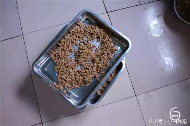 狗贩子VS繁育者，买狗狗究竟该找谁？