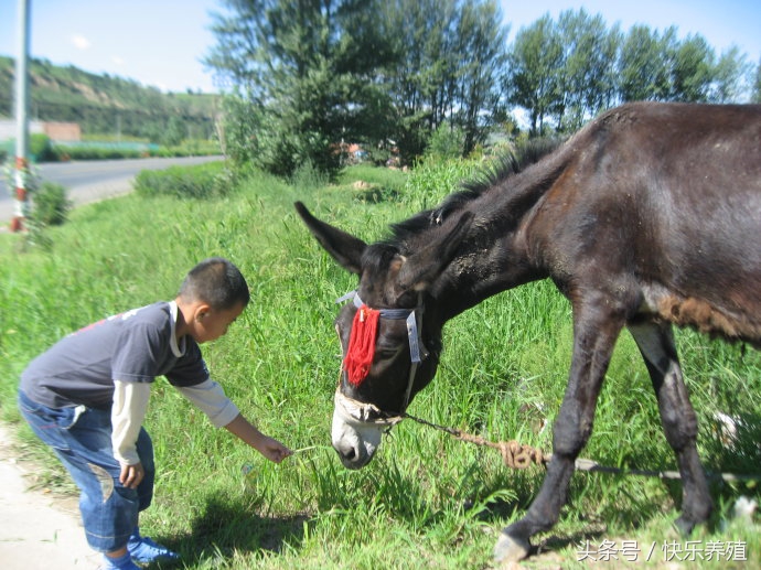 养驴吃什么饲料和草最好,养驴饲料最佳配方