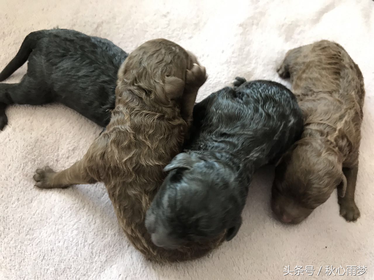 刚出生小奶狗,刚出生的泰迪小奶狗