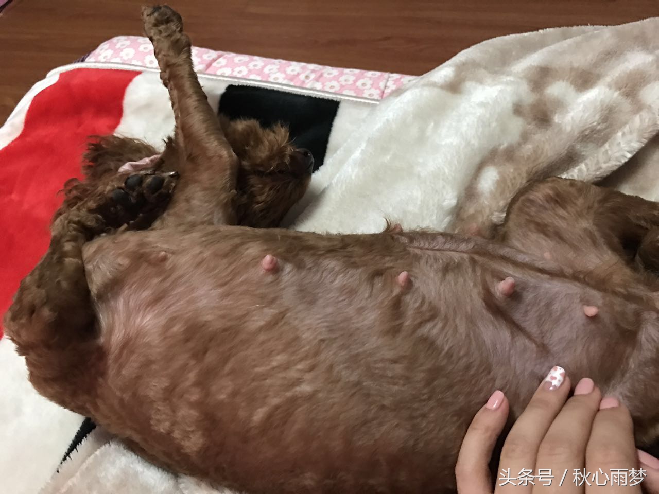 刚出生小奶狗,刚出生的泰迪小奶狗