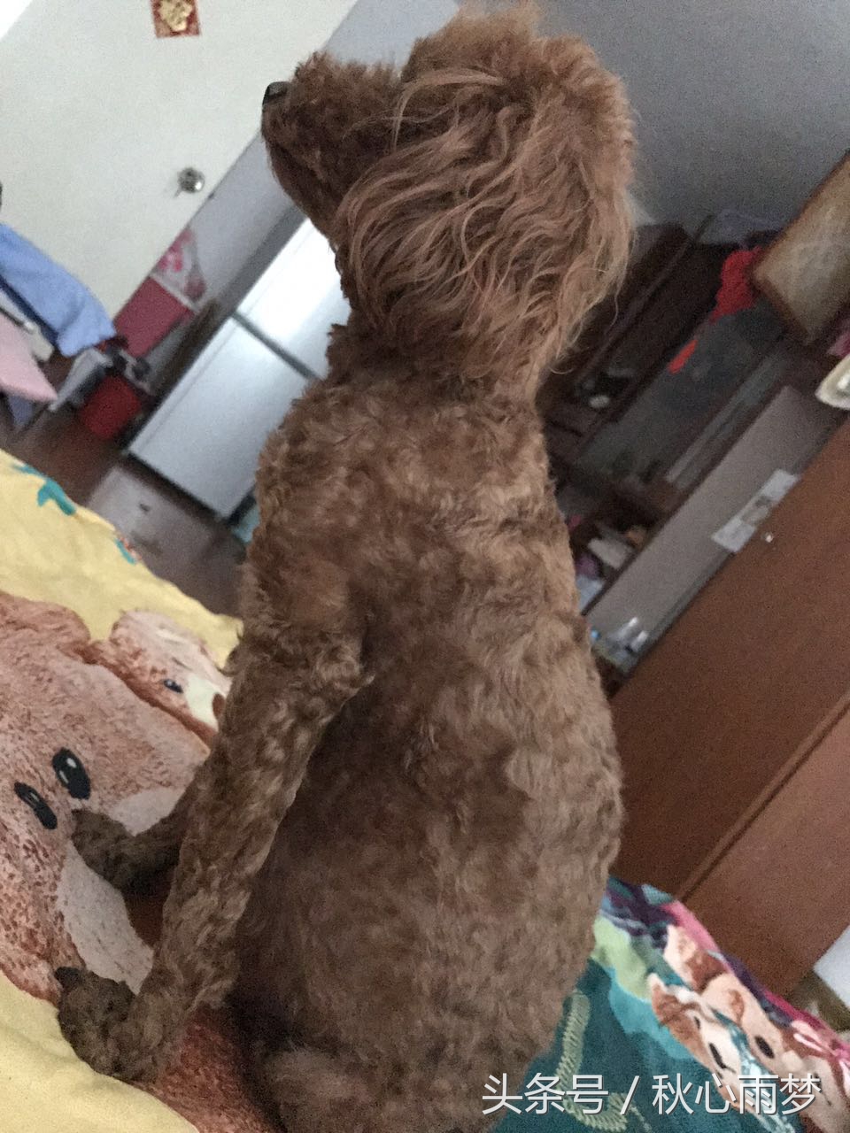 刚出生小奶狗,刚出生的泰迪小奶狗