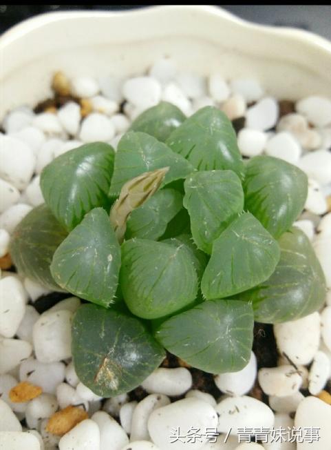 姬玉露变黄枯萎了怎么办,姬玉露变红怎么治疗