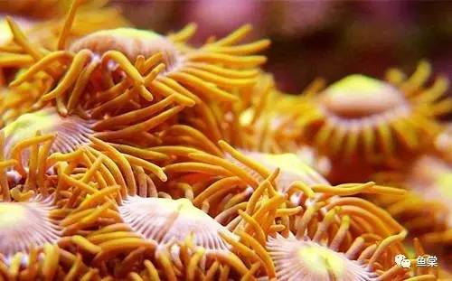 珊瑚生病的样子,珊瑚生病了怎么办