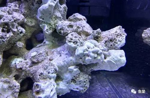 珊瑚生病的样子,珊瑚生病了怎么办