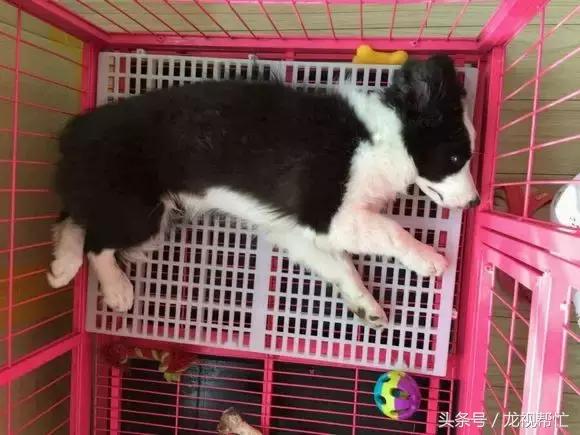 边境牧羊犬放羊vs德国牧羊犬放羊,放羊是德牧好还是边境牧羊犬好