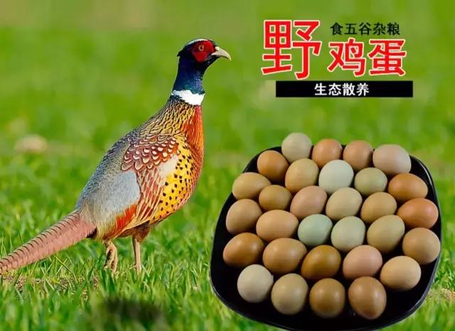 9种奇葩的动物蛋,这些奇葩的鸡蛋你见过吗