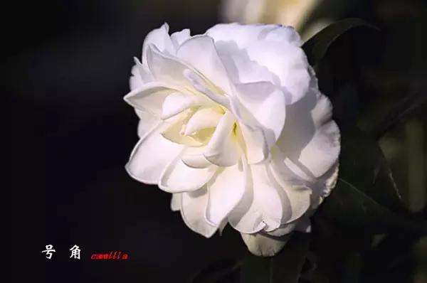 四大名花之山茶,中国百种山茶图片