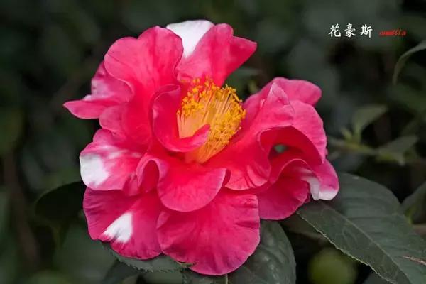 四大名花之山茶,中国百种山茶图片