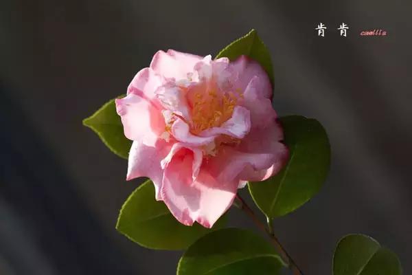 四大名花之山茶,中国百种山茶图片