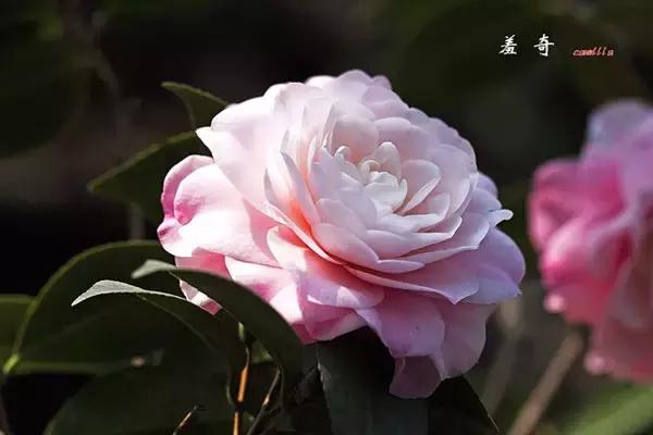 四大名花之山茶,中国百种山茶图片