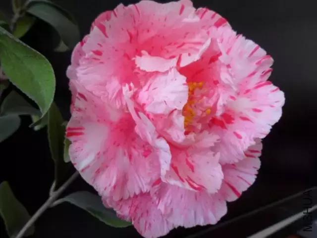 四大名花之山茶,中国百种山茶图片