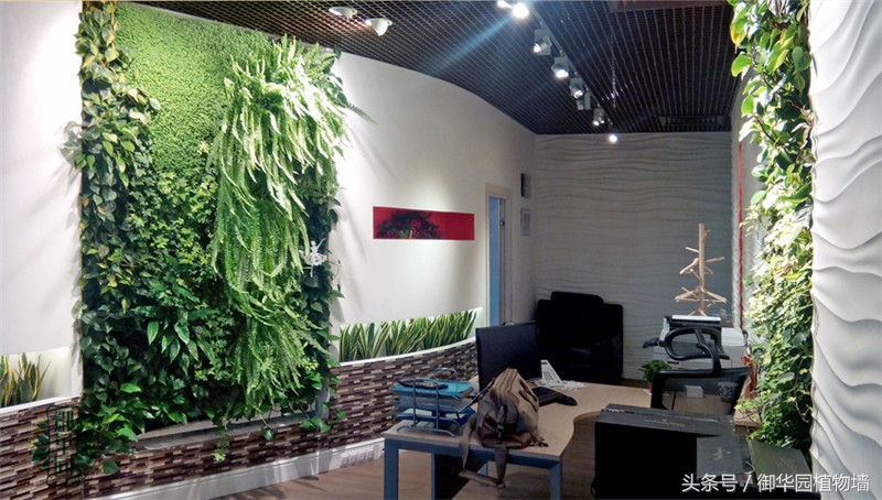 植物墙怎么选择,植物墙选什么树好