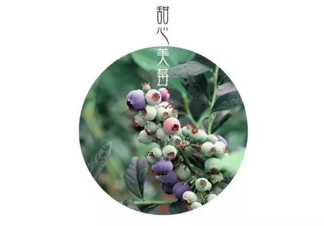 云南脆甜蓝莓,云南正宗新鲜蓝莓