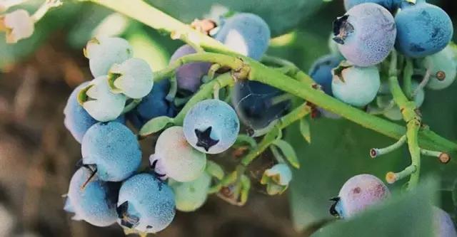 云南脆甜蓝莓,云南正宗新鲜蓝莓