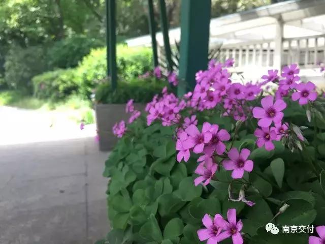 房龄差“三岁“，为了莫愁湖”新项目“却比老项目显老？