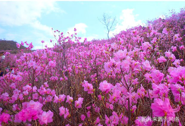 云居山映山红游详细攻略,观赏岫岩迎山红花海一日游