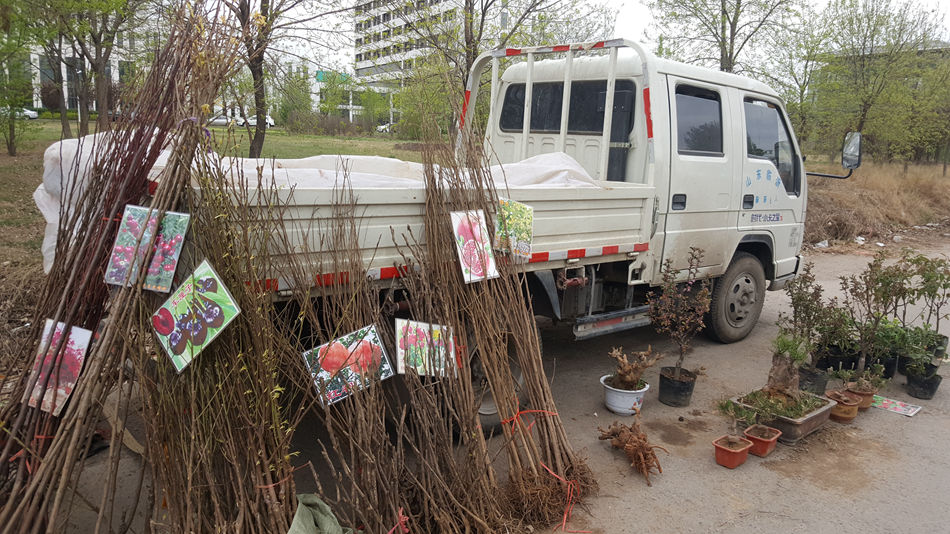 唐山市乐亭县大集,河北唐山乐亭大集