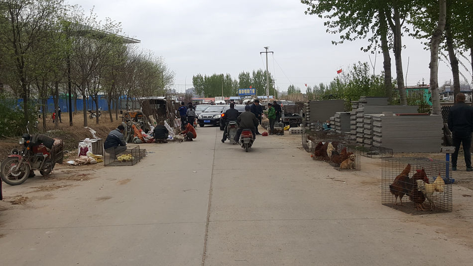 唐山市乐亭县大集,河北唐山乐亭大集