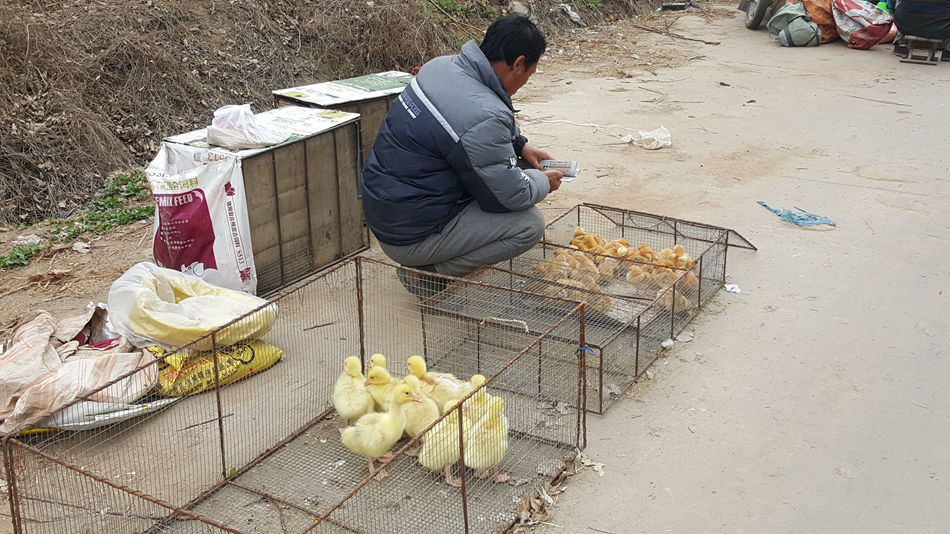 唐山市乐亭县大集,河北唐山乐亭大集