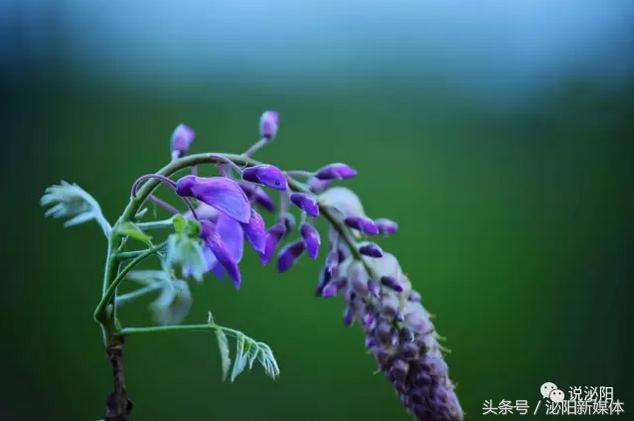 紫色藤花开,任丘紫藤花开