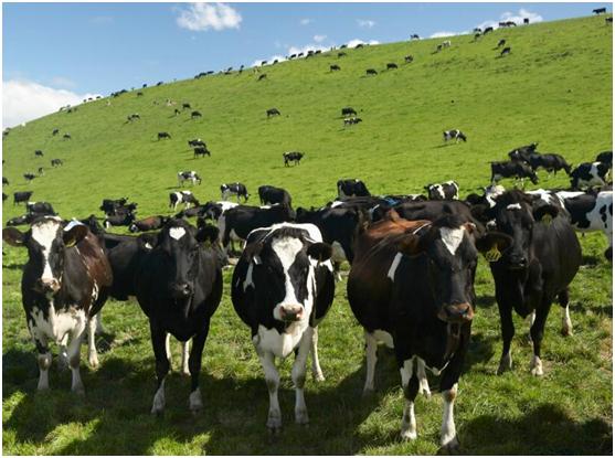 海量原料成本比别人高1-3倍，这家公司咋做生意的？