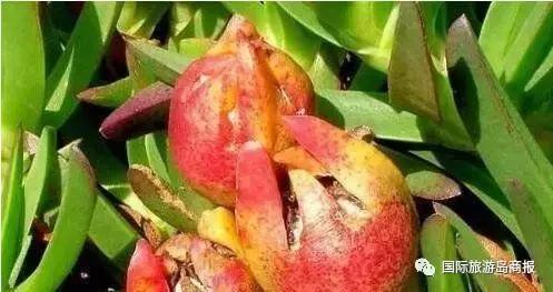 海南你没见过的水果,海南你没有见过的水果