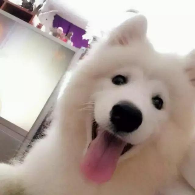 萨摩的十大禁忌,怎么和萨摩搞好关系