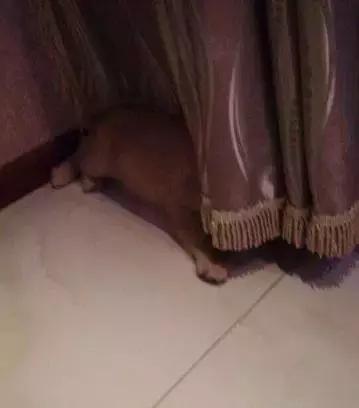 养金毛累吗,金毛养一年还是长不大怎么办